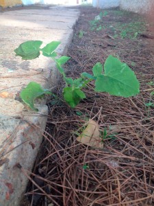 crecimiento personal